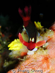A beautiful nembrotha chamberlaini taken in PG, Philippin... by Pheng Chong 